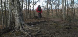 Bosc, Santa Pau