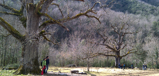 <strong>ELS TRES ROURES DEL REI</strong><br>