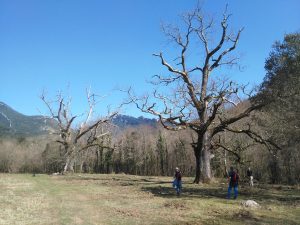 Els roures del Rei, Montagut i Oix