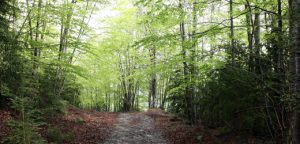 Camí sobre les Olletes, Vall d'en Bas