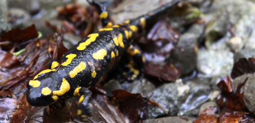Salamandra