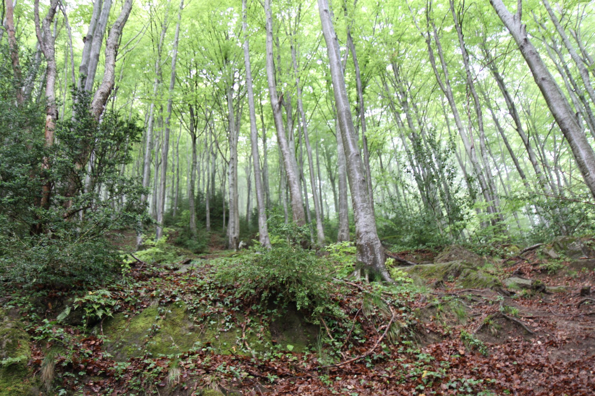 Fageda de les Olletes, Vall d'en Bas