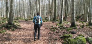 Caminant per la fageda d'en Jordà, Santa Pau