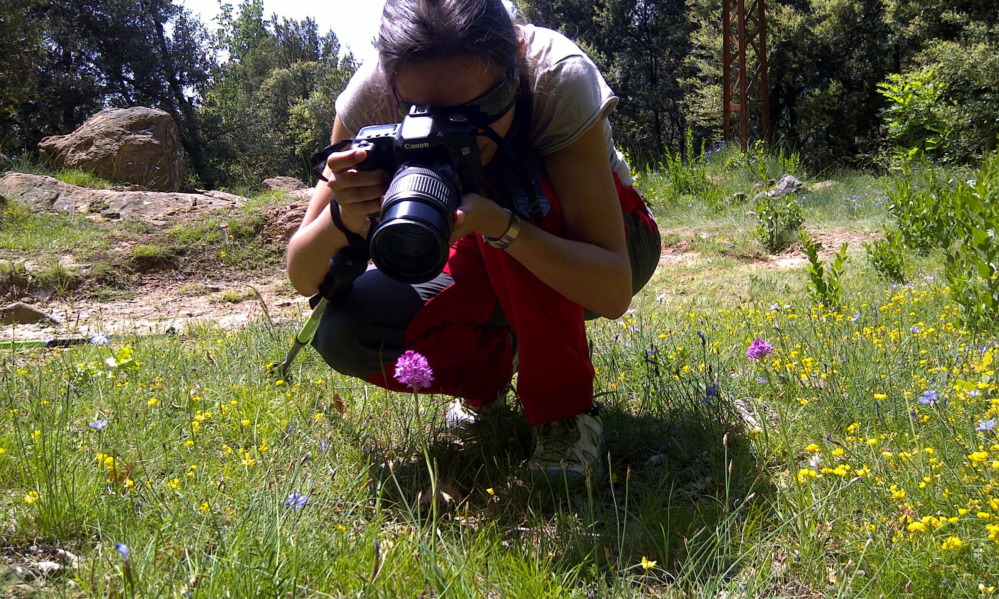 Orquídia silvestre, Vall de Bianya