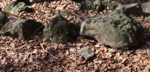 Pedra tosca: roques volcàniques a la Fageda d'en Jordà.