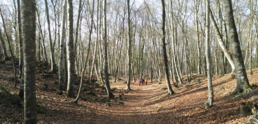 <strong>LES JOIES DEL PARC</STRONG><br>